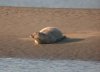 Common Seal at Westcliff Seafront (Paul Griggs) (22874 bytes)